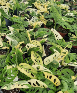 Kas met veel planten Kas met veel planten